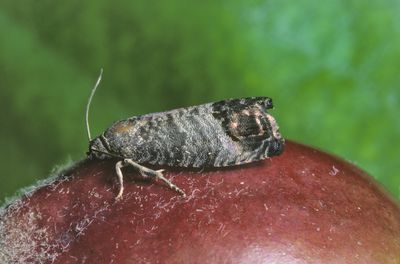 Apfelwickler im Garten? So schtzt du deine Obstbume