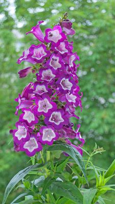 Penstemon, Bartfaden Pflege, Standort und &Uuml;berwinterung