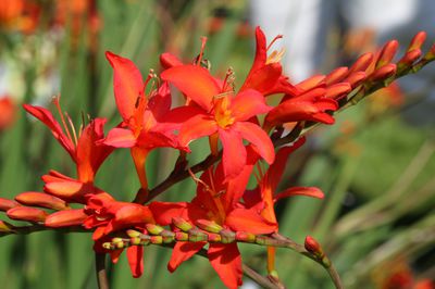 Bastard-Montbretie (Crocosmia crocosmiiflora) &ndash; Pflanzen, Vermehren &amp; &Uuml;berwintern