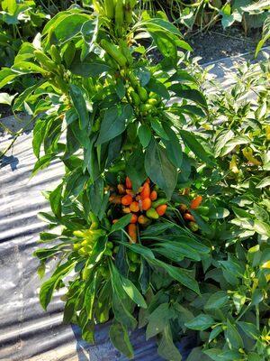 Chili, Hot Surprise Buschy, Capsicum annuum