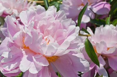 Chinesische Pfingstrose oder Paeonia lactiflora