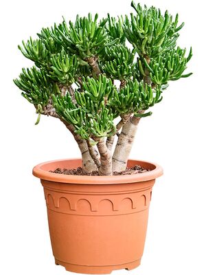 Crassula ovata 'Horn Tree', Busch, im 32cm Topf, Hhe 70cm, Breite 45cm