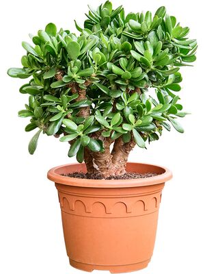 Crassula ovata 'Magical Tree', Busch, im 32cm Topf, Hhe 65cm, Breite 45cm