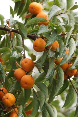 Kaki, Diospyros kaki 'Rojo Brillante'