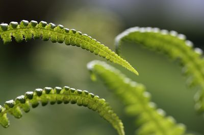 Rotschleierfarn (Dryopteris erythrosora) &ndash; Pflege &amp; Schneiden