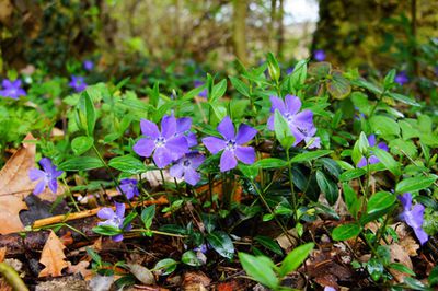 Epimedium, Elfenblume Pflege und Pflanzen-Standort