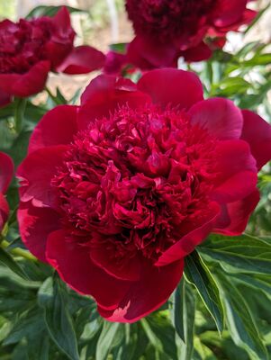 Paeonia Eliza Lundy, Paeonia x officinalis, Pfingstrose, Pfingstrosen 