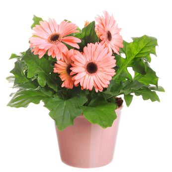 Gerbera Pflege, Standort und Vermehrung