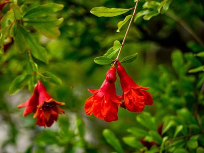 Was denkt der Granatapfelbaum beim Sex?