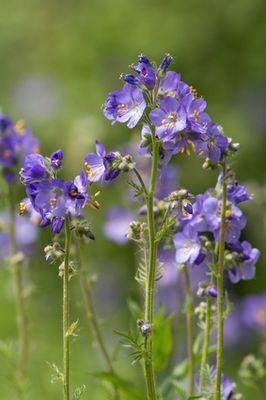 Jakobsleiter, Polemonium &#8211; Pflege-Anleitung fr die Pflanze