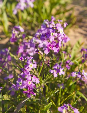 Matthiola, Levkojen &ndash; Standort, Aussaat und Pflege