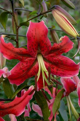 Lilie, Lilium, Miss Feya, Nijssen