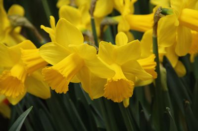 Gartenarbeit im April - der Lubera Gartenkalender