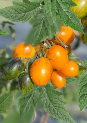 OpenSky, Stabtomate, Amberone, Tomate