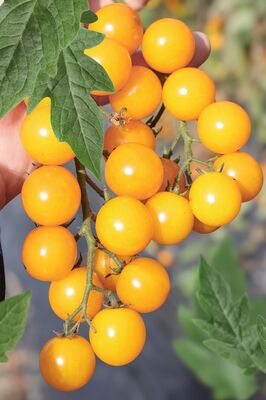 OpenSky, Stabtomate, Orangelina, Tomate