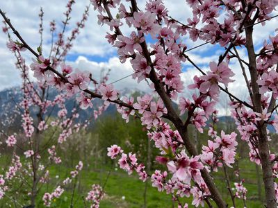 Pfirsichbaum schneiden &#8211; Der einfache Pfirsichbaumschnitt in 3 Schritten