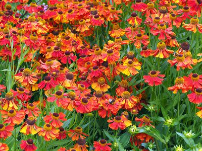 Rubinzwerg, Sonnenbraut, Helenium &ndash; Pflege der Staude