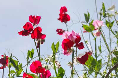 Schmetterlingsbl&uuml;tler: Welche Arten gibt es?