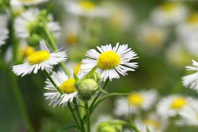 Sch&ouml;naster Madiva &ndash; Pfege der Staude mit Bildern und Video