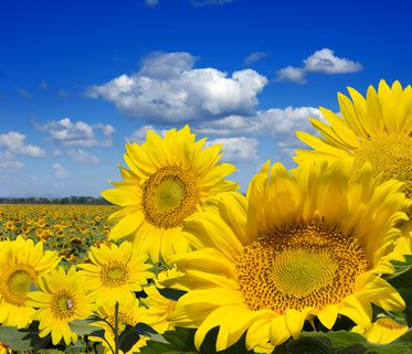 Sonnenblumen pflanzen und pflegen