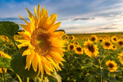 Sonnenblumenbl&auml;tter &ndash; Wissenswertes