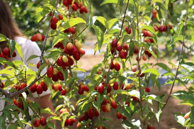 Die Strategien der Cornus mas Befruchtung