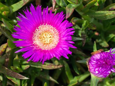 Kornblumenaster (Stokesia laevis) &ndash; Pflege &amp; Schneiden