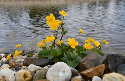 Wissenswertes &uuml;ber die Sumpfdotterblume