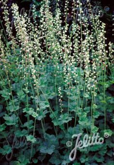 Tellima grandiflora, Staude, Pppel