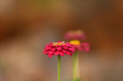 Zinnien &ndash; Pflege mit Tipps zum Standort, Anbau &amp; Krankheiten