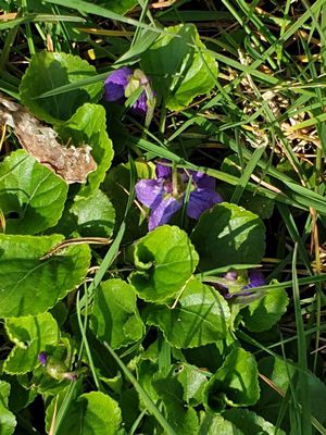 Viola odorata, Duftveilchen: Standort, Aussaat &amp; Heilwirkung