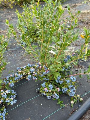 ZÃ¼chtung Heidelbeeren, 2x tragend, BZ, 2024 09, weitere Nummern