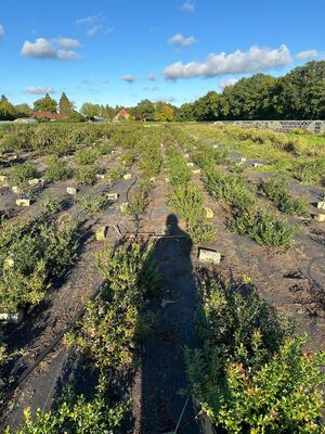 ZÃ¼chtungsfeld Heidelbeeren, BZ, 2024 09