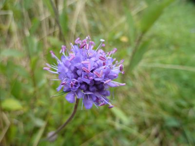 Witwenblume (Knautia) Pflege &#8211; Tipps: Standort & Vermehrung