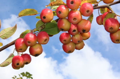 Zierapfel, Lubera