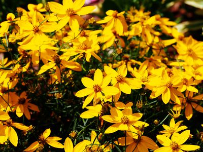 Netzblattstern (Coreopsis verticillata) &ndash; Pflege &amp; Standort