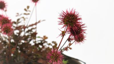 Stacheln&uuml;sschen (Acaena) &ndash; Pflanzen, Pflege &amp; Standort