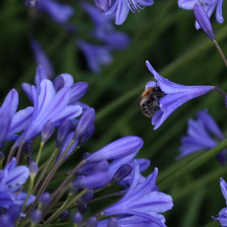 Agapanthus 'Lapis Lazuli'