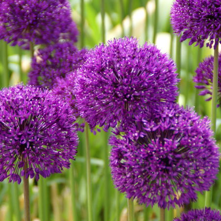 Allium aflatunense 'Purple Sensation'