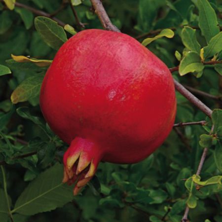 Granatapfel 'Crimson Sky'