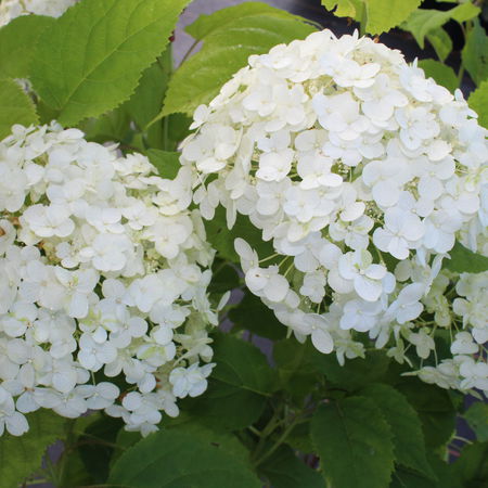 Hortensie 'Annabelle'