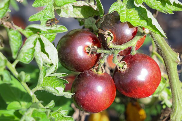 OpenSky, Strauchtomate, Schlingel Filou, Tomate