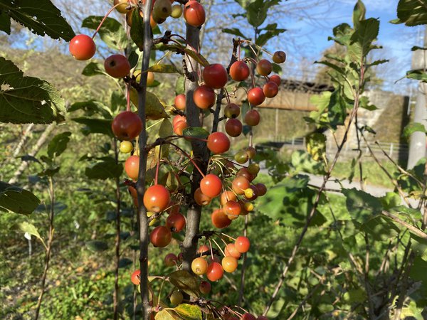 Zierapfel, Lubera