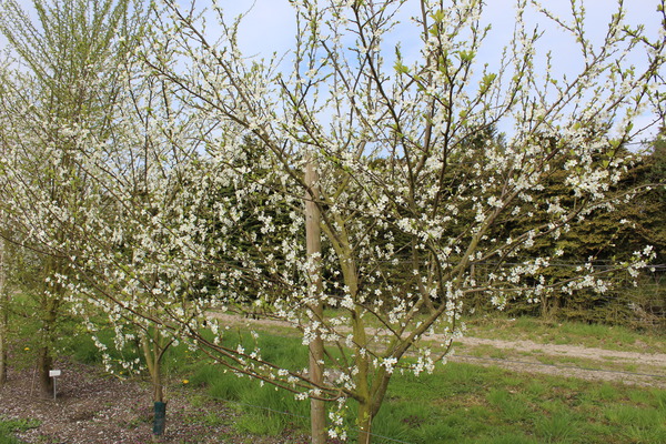 AprikosenMirabelle Aprimira frisch aus der Baumschule