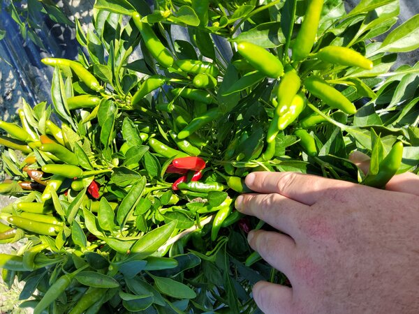 Chili, Hot Surprise Compact, Capsicum annuum