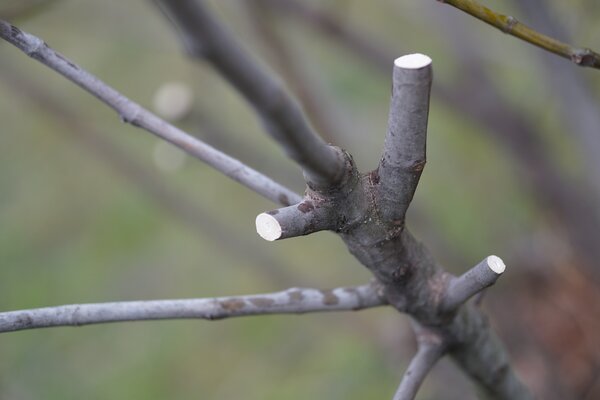 Feige, Ficus carica, Winterschnitt