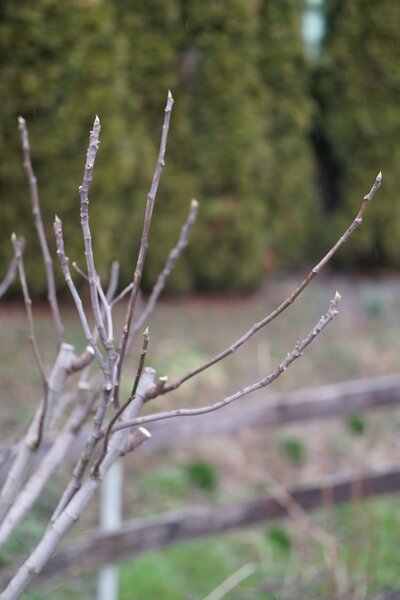 Feige, Ficus carica, Winterschnitt