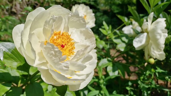 Paeonia Early Sensation, Paeonia lactiflora, Pfingstrose, Pfingstrosen 