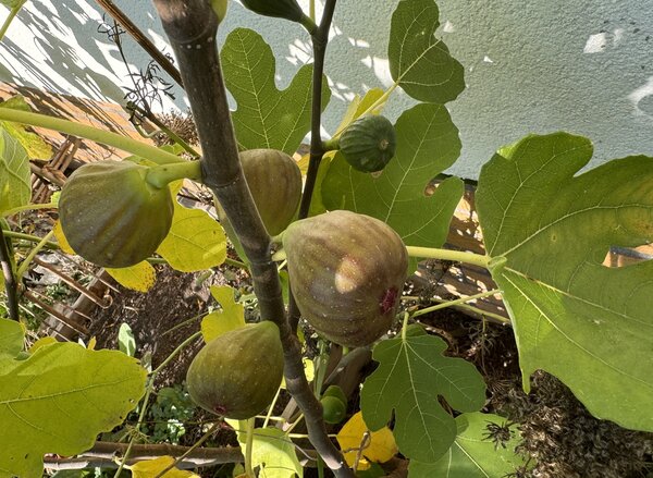 Feigenbaum Negronne (Synonym Califfo Blue), Ficus carica