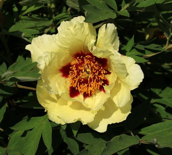 Paeonia Hai Huang, Paeonia x suffruticosa, Pfingstrose, Pfingstrosen, Strauchpfingstrose, Strauchpfingstrosen